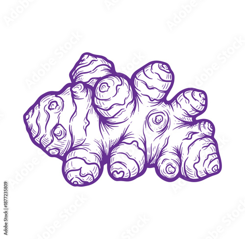 Purple illustration of a ginger root on a white background