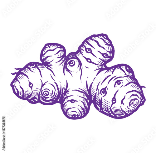 Purple illustration of a ginger root on a white background