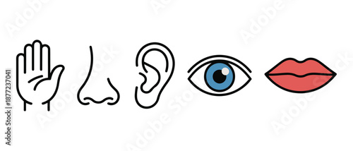 human senses icons. sight, hearing, smell, taste, and touch represented by iconic symbols.