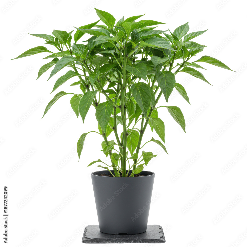 Fototapeta premium Lush green pepper plant in a dark gray pot on a slate coaster isolated on white background