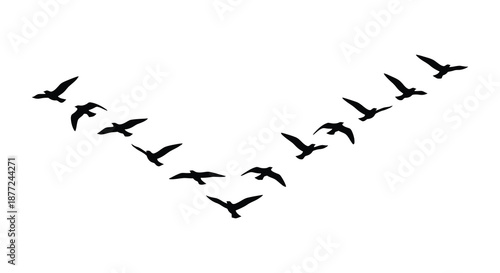 A flock of birds in flight forming a dynamic pattern against a white background silhouette
