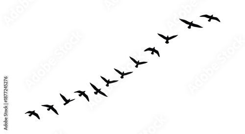 A minimalist depiction of birds in flight represented as dark shapes silhouette