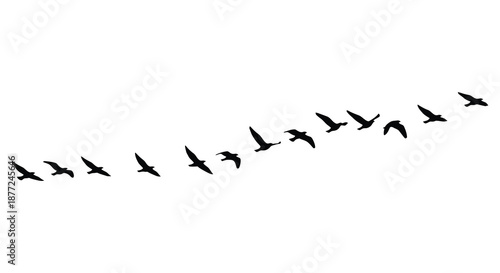 A flock of birds in flight against a plain white background a striking silhouette