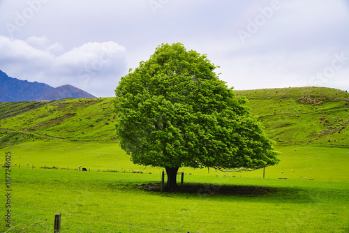 solitary green tree in a lush meadow with rolling hills