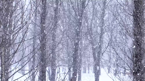 A serene and chilly winter landscape featuring a grove of leafless trees nearly obscured by a heavy, thick snowfall, capturing the quiet and monochromatic atmosphere of a blizzard.