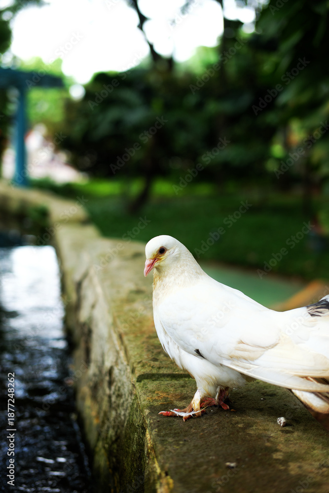 Fototapeta premium A white pigeon with black tail feathers perches on a weathered stone wall. Bathed in sunlight against a blurred green garden background, the bird stands elegantly, symbolizing peace and nature.