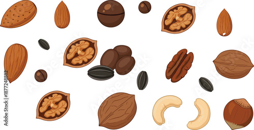 Assorted nuts and seeds collection with almonds, walnuts, pecans, cashews, hazelnuts, and sunflower seeds illustration