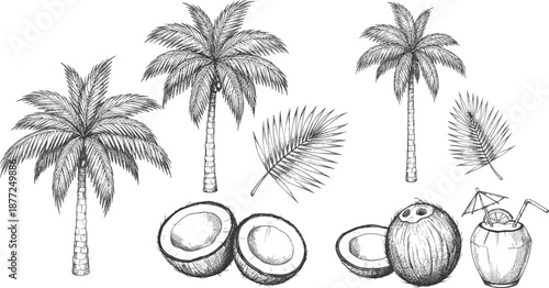 Palm tree and coconut illustration bundle with tropical leaves, vintage engraved drawings, beach coconut drink clipart for designs