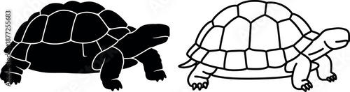 Tortoise line art illustration