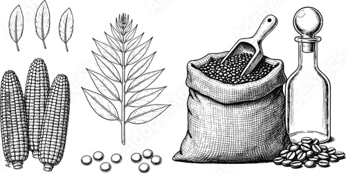 Vintage botanical illustration set featuring corn, leaves, seeds, grain sack, scoop, and oil bottle in detailed engraving style