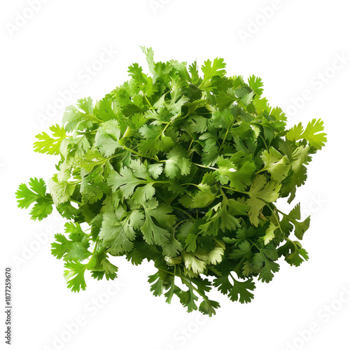 Fresh, vibrant cilantro bunch displaying detailed leaf texture and green tones isolated on white background