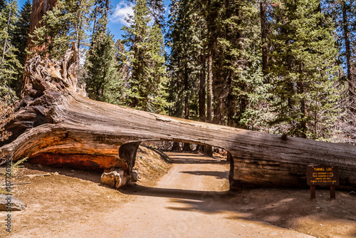 A large tree trunk has been cut in half and is now a bridge over a dirt road. A sign is posted on the side of the road, indicating the name of the trail. The scene is peaceful and serene