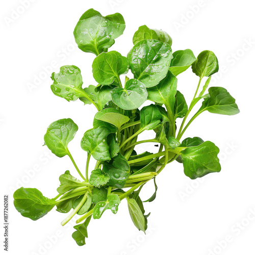 Freshly harvested watercress bunch with dew drops and vibrant green leaves isolated on white background