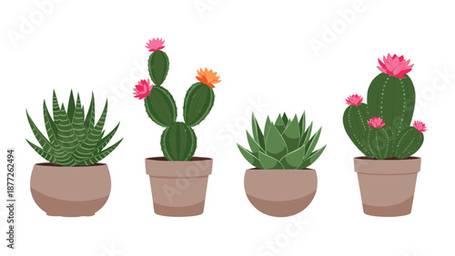 Beautiful collection of different indoor potted cacti and succulent plants with vibrant pink and orange flowers.