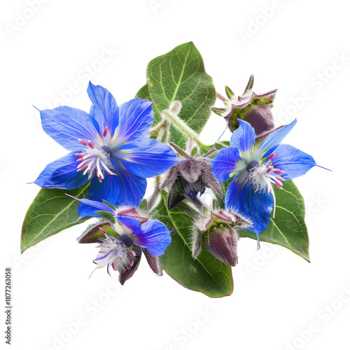 Borage flowers and buds displaying delicate blue petals and hairy green leaves isolated on white background