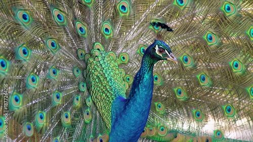Peacock displays radiant plumage, flaunting vibrant blue, green, and bronze eyespots in a stunning natural showcase