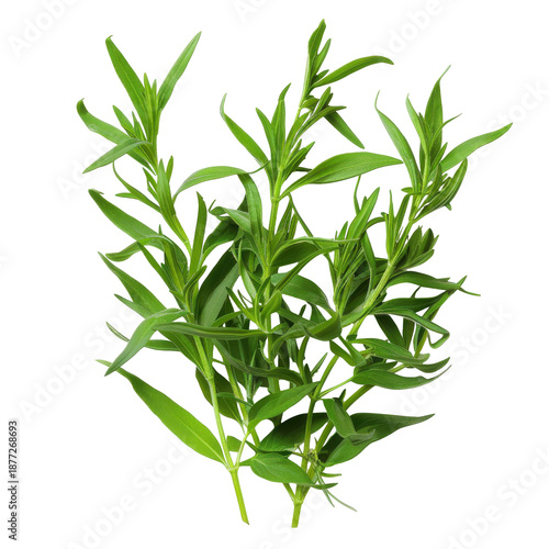 Vibrant green tarragon sprigs close up studio shot isolated on white background
