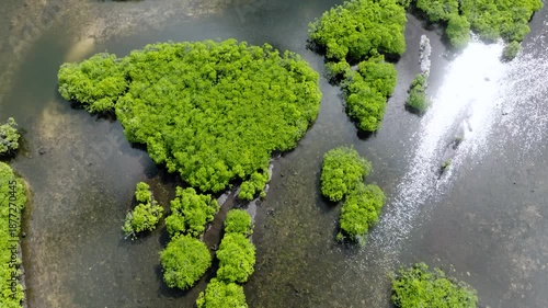 Scattered mangrove trees growing in shallow water near the coast. Siargao, Philippines.