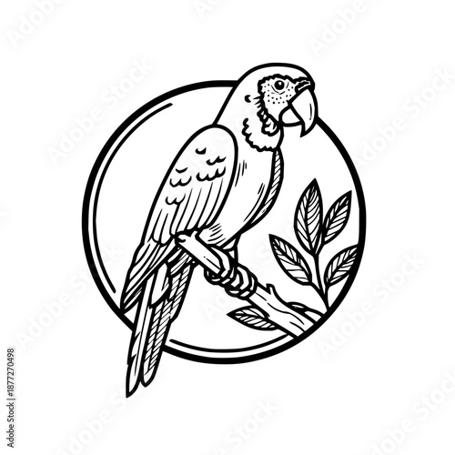 Parrot drawing vector illustration tropical bird design macaw clip art exotic animal outline perched on branch art 100