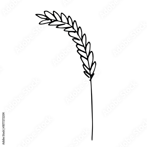 Hand drawn cereal wheat oat rye barley rice ears spikelet clipart Organic wheat bread agriculture farming harvest healthy food Single element for print packaging label design decor