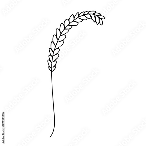 Hand drawn cereal wheat oat rye barley rice ears spikelet clipart Organic wheat bread agriculture farming harvest healthy food Single element for print packaging label design decor