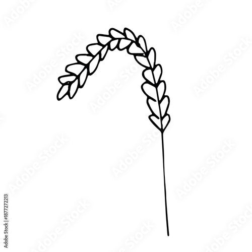 Hand drawn cereal wheat oat rye barley rice ears spikelet clipart Organic wheat bread agriculture farming harvest healthy food Single element for print packaging label design decor