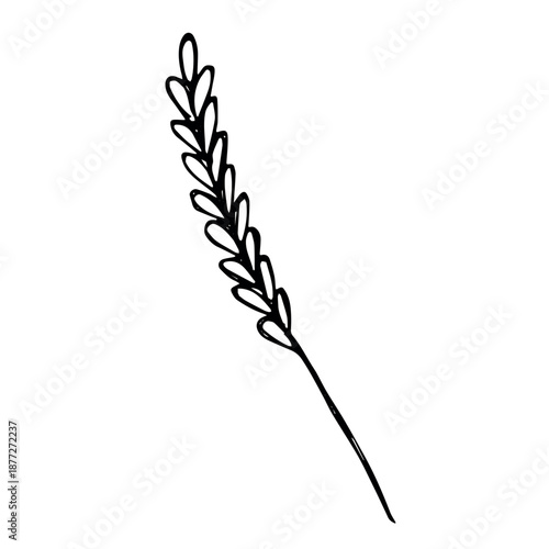 Hand drawn cereal wheat oat rye barley rice ears spikelet clipart Organic wheat bread agriculture farming harvest healthy food Single element for print packaging label design decor