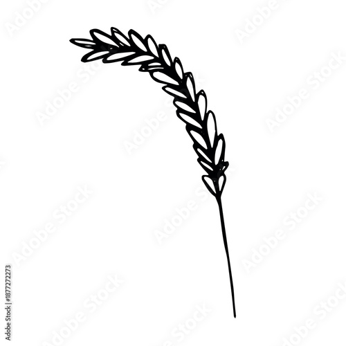 Hand drawn cereal wheat oat rye barley rice ears spikelet clipart Organic wheat bread agriculture farming harvest healthy food Single element for print packaging label design decor