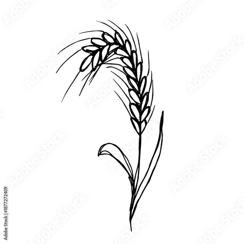 Hand drawn cereal wheat oat rye barley rice ears spikelet clipart Organic wheat bread agriculture farming harvest healthy food Single element for print packaging label design decor