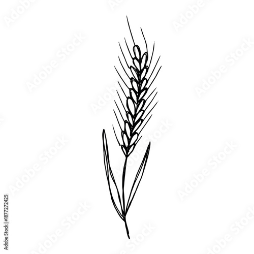 Hand drawn cereal wheat oat rye barley rice ears spikelet clipart Organic wheat bread agriculture farming harvest healthy food Single element for print packaging label design decor
