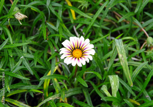 Beautiful white pink Gazania treasury flower