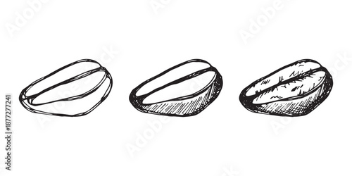 Set of hand drawn fresh roasted coffee bean Arabica robusta seed doodle Single element for design print packaging label decor