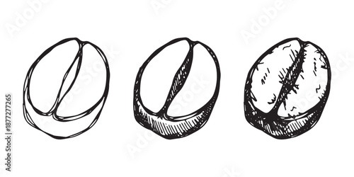 Set of hand drawn fresh roasted coffee bean Arabica robusta seed doodle Single element for design print packaging label decor