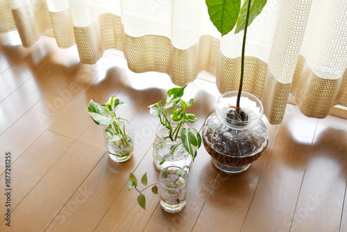 窓辺の観葉植物