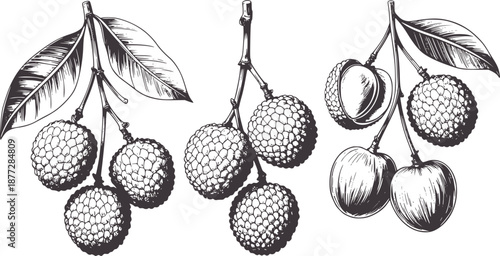 Black and line of lychee fruit clusters with leaves branch stem