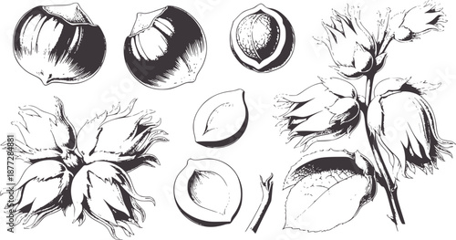 Black and of hazelnuts and hazelnut flowers food botanical