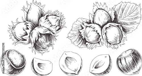 Detailed line of hazelnuts in husks and shelled nuts food vintage natural