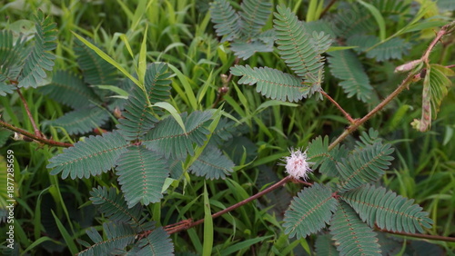 Bild auf Leinwand Wild Mimosa pudica Plant Growing Among Green Grass