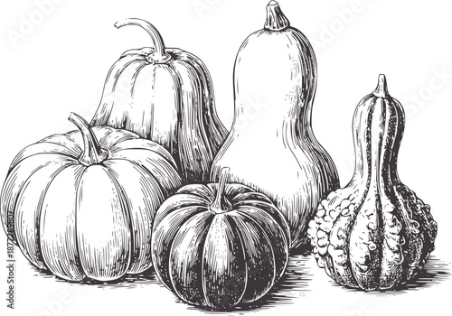 Hand drawn black and line of assorted gourds and pumpkins squash harvest autumn