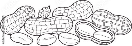 Line of whole and shelled peanuts and loose kernels legume legumes