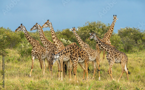 Canvas Print Giraffe tower in the wild