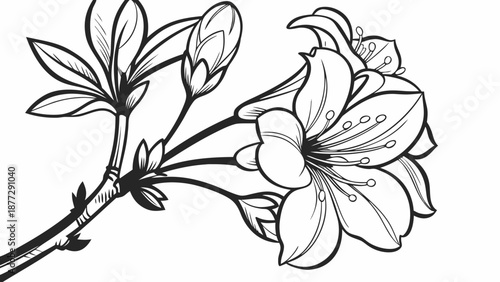 Delicate line art illustration of a blooming azalea branch with buds and flowers.