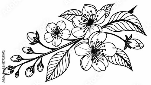 Delicate blooming cherry blossom branch with buds and leaves, in a simple line art style