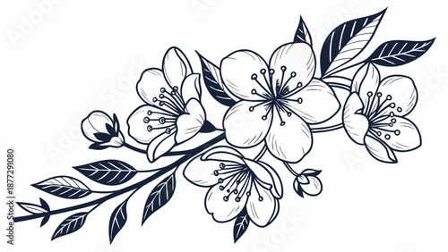 Delicate blooming cherry blossom branch with leaves, hand-drawn sketch.