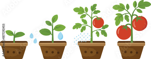 Tomato Plant Growth Vector Set Step by Step Gardening Illustration