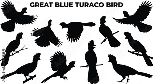 Great blue turaco bird silhouettes in flight and perched, exotic African tropical avian wildlife collection illustration for nature, animal, and bird design projects