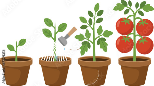 Tomato Plant Growth Vector Set Step by Step Gardening Illustration