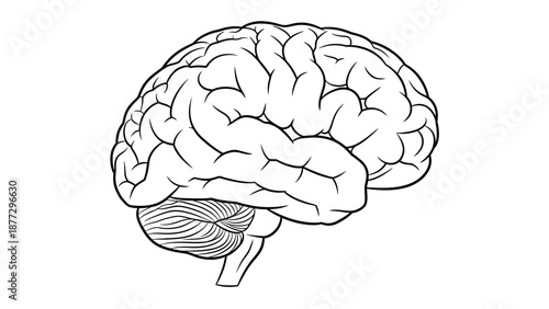 Human Brain Anatomy Line Art Illustration