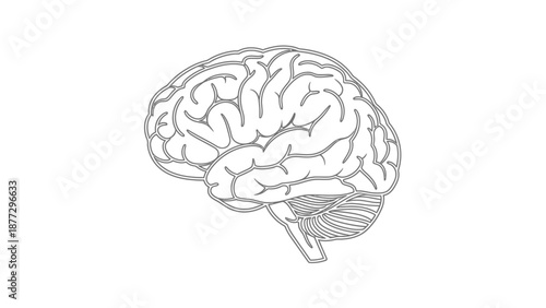 Human Brain Outline Illustration - Medical Anatomy Concept