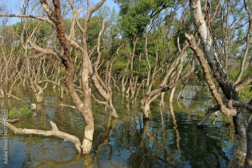 Mangrove forest, wetlands in tropical zone Thailand gulf
